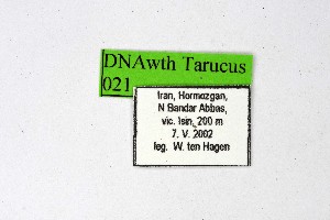 ( - DNAwthTarucus021)  @11 [ ] copyright (2023) Wolfgang tenHagen Unspecified