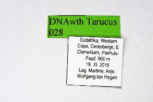 ( - DNAwthTarucus028)  @11 [ ] copyright (2023) Wolfgang tenHagen Unspecified