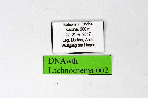  ( - DNAwthLachnocnema002)  @11 [ ] copyright (2023) Wolfgang tenHagen Unspecified