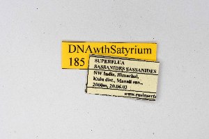  ( - DNAwthSatyrium185)  @11 [ ] copyright (2023) Wolfgang tenHagen Unspecified