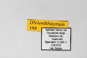  ( - DNAwthSatyrium194)  @11 [ ] copyright (2023) Wolfgang tenHagen Unspecified