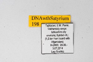  ( - DNAwthSatyrium198)  @11 [ ] copyright (2023) Wolfgang tenHagen Unspecified