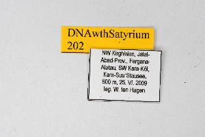 ( - DNAwthSatyrium202)  @11 [ ] copyright (2023) Wolfgang tenHagen Unspecified