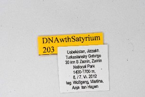  ( - DNAwthSatyrium203)  @11 [ ] copyright (2023) Wolfgang tenHagen Unspecified