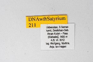 ( - DNAwthSatyrium211)  @11 [ ] copyright (2023) Wolfgang tenHagen Unspecified