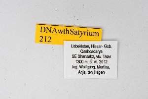  ( - DNAwthSatyrium212)  @11 [ ] copyright (2023) Wolfgang tenHagen Unspecified