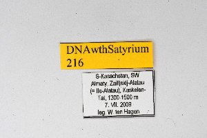  ( - DNAwthSatyrium216)  @11 [ ] copyright (2023) Wolfgang tenHagen Unspecified