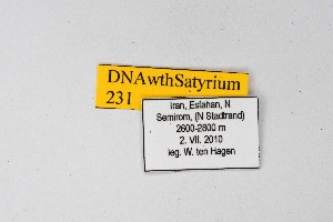  ( - DNAwthSatyrium231)  @11 [ ] copyright (2023) Wolfgang tenHagen Unspecified