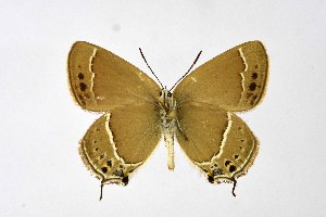  ( - DNAwthSatyrium238)  @11 [ ] copyright (2023) Wolfgang tenHagen Unspecified