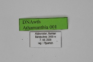  ( - DNAwth Athamanthia 001)  @11 [ ] Copyright (2021) Wolfgang tenHagen Unspecified