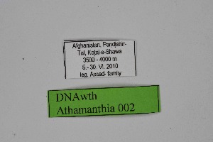  ( - DNAwth Athamanthia 002)  @11 [ ] Copyright (2021) Wolfgang tenHagen Unspecified