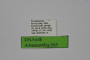  ( - DNAwth Athamanthia 005)  @11 [ ] Copyright (2021) Wolfgang tenHagen Unspecified