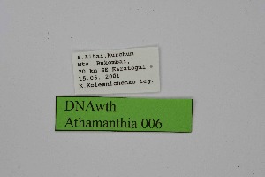  ( - DNAwth Athamanthia 006)  @11 [ ] Copyright (2021) Wolfgang tenHagen Unspecified