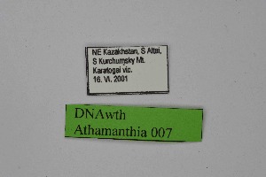  ( - DNAwth Athamanthia 007)  @11 [ ] Copyright (2021) Wolfgang tenHagen Unspecified