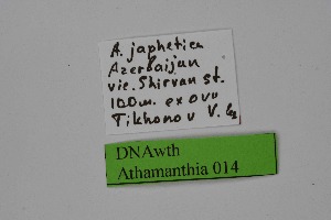  ( - DNAwth Athamanthia 014)  @11 [ ] Copyright (2021) Wolfgang tenHagen Unspecified