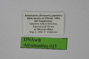  ( - DNAwth Athamanthia 015)  @11 [ ] Copyright (2021) Wolfgang tenHagen Unspecified