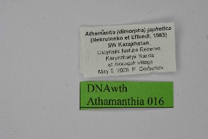  ( - DNAwth Athamanthia 016)  @11 [ ] Copyright (2021) Wolfgang tenHagen Unspecified