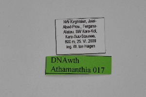  ( - DNAwth Athamanthia 017)  @11 [ ] Copyright (2021) Wolfgang tenHagen Unspecified