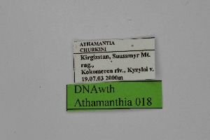  ( - DNAwth Athamanthia 018)  @11 [ ] Copyright (2021) Wolfgang tenHagen Unspecified