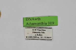  ( - DNAwth Athamanthia 019)  @11 [ ] Copyright (2021) Wolfgang tenHagen Unspecified
