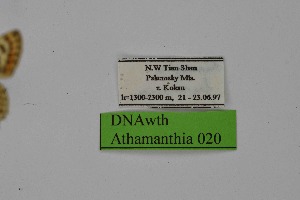  ( - DNAwth Athamanthia 020)  @11 [ ] Copyright (2021) Wolfgang tenHagen Unspecified