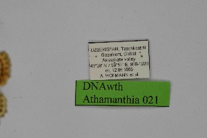  ( - DNAwth Athamanthia 021)  @11 [ ] Copyright (2021) Wolfgang tenHagen Unspecified