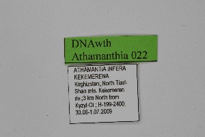  ( - DNAwth Athamanthia 022)  @11 [ ] Copyright (2021) Wolfgang tenHagen Unspecified