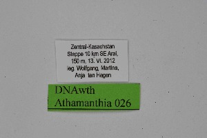  ( - DNAwth Athamanthia 026)  @11 [ ] Copyright (2021) Wolfgang tenHagen Unspecified