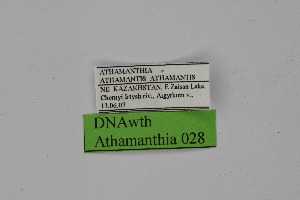  ( - DNAwth Athamanthia 028)  @11 [ ] Copyright (2021) Wolfgang tenHagen Unspecified