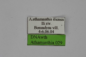  ( - DNAwth Athamanthia 029)  @11 [ ] Copyright (2021) Wolfgang tenHagen Unspecified