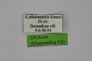  ( - DNAwth Athamanthia 030)  @11 [ ] Copyright (2021) Wolfgang tenHagen Unspecified