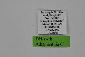  ( - DNAwth Athamanthia 031)  @11 [ ] Copyright (2021) Wolfgang tenHagen Unspecified