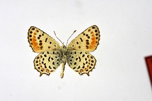  ( - DNAwth Athamanthia 032)  @11 [ ] Copyright (2021) Wolfgang tenHagen Unspecified