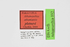  ( - DNAwth Athamanthia 032)  @11 [ ] Copyright (2021) Wolfgang tenHagen Unspecified