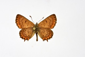 ( - DNAwth Athamanthia 033)  @11 [ ] Copyright (2021) Wolfgang tenHagen Unspecified