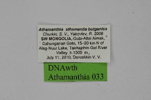  ( - DNAwth Athamanthia 033)  @11 [ ] Copyright (2021) Wolfgang tenHagen Unspecified