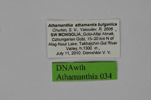  ( - DNAwth Athamanthia 034)  @11 [ ] Copyright (2021) Wolfgang tenHagen Unspecified