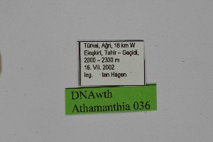  ( - DNAwth Athamanthia 036)  @11 [ ] Copyright (2021) Wolfgang tenHagen Unspecified