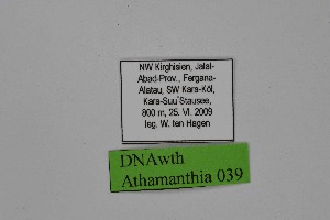  ( - DNAwth Athamanthia 039)  @11 [ ] Copyright (2021) Wolfgang tenHagen Unspecified