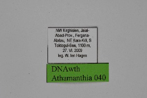  ( - DNAwth Athamanthia 040)  @11 [ ] Copyright (2021) Wolfgang tenHagen Unspecified