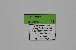  ( - DNAwth Athamanthia 041)  @11 [ ] Copyright (2021) Wolfgang tenHagen Unspecified