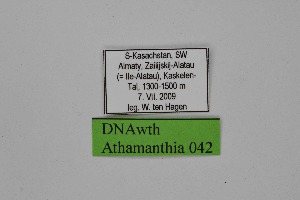  ( - DNAwth Athamanthia 042)  @11 [ ] Copyright (2021) Wolfgang tenHagen Unspecified