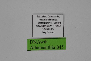  ( - DNAwth Athamanthia 045)  @11 [ ] Copyright (2021) Wolfgang tenHagen Unspecified