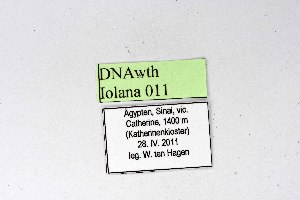  ( - DNAwthIolana011)  @11 [ ] copyright (2023) Wolfgang tenHagen Unspecified