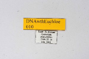  ( - DNAwthEuchloe010)  @11 [ ] copyright (2023) Wolfgang tenHagen Unspecified