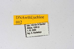  ( - DNAwthEuchloe012)  @11 [ ] copyright (2023) Wolfgang tenHagen Unspecified