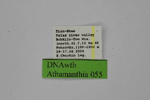  ( - DNAwth Athamanthia 055)  @11 [ ] Copyright (2021) Wolfgang tenHagen Unspecified