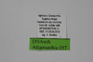  ( - DNAwth Athamanthia 057)  @11 [ ] Copyright (2021) Wolfgang tenHagen Unspecified