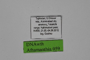  ( - DNAwth Athamanthia 059)  @11 [ ] Copyright (2021) Wolfgang tenHagen Unspecified
