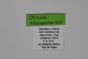  ( - DNAwth Athamanthia 061)  @11 [ ] Copyright (2021) Wolfgang tenHagen Unspecified